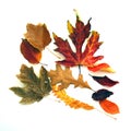Scattered Fall Leaves Royalty Free Stock Photo