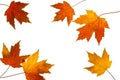 Scattered Fall Maple Leaves on White Background Royalty Free Stock Photo