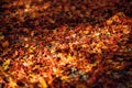 Scattered fallen maple leaves in Japan Royalty Free Stock Photo