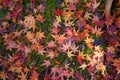 Scattered fallen maple leaves in Japan Royalty Free Stock Photo