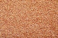 Scattered fresh dry buckwheat background - Close-up buckwheat texture Royalty Free Stock Photo