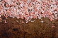 Scattered Himalayan pink salt crystals Royalty Free Stock Photo