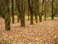 Scattered yellow leaves on the ground near the standing tree trunks Royalty Free Stock Photo