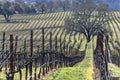 Hillside vineyard and trees
