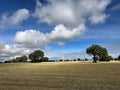 Scattered oak trees in open field under dramatic sky in rural Spain Royalty Free Stock Photo