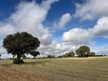 Scattered oak trees in open field under dramatic sky in rural Spain Royalty Free Stock Photo
