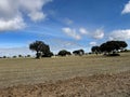 Scattered oak trees in open field under dramatic sky in rural Spain Royalty Free Stock Photo