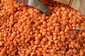 Scattered orange seed lentils Royalty Free Stock Photo