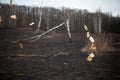 Scattered pages of a book fluttering in the wind against the backdrop of a burned meadow. A series of photos