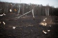 Scattered pages of a book fluttering in the wind against the backdrop of a burned meadow. A series of photos