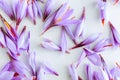 Scattered purple saffron flowers on a white background
