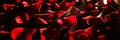 Scattered red rose petals Royalty Free Stock Photo