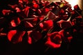 Scattered red rose petals Royalty Free Stock Photo