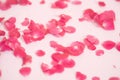 Scattered red rose petals on white background Royalty Free Stock Photo