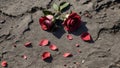 Scattered red rose petals and whole red roses lying on the ground or stone, remnants of a beautiful flower in nature Royalty Free Stock Photo