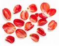 Scattered Red Tulip Petals on a Clean White Background with Soft Shadow Royalty Free Stock Photo