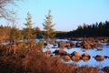 Scattered river boulders with young pine trees and a dense forest backdrop under blue sky Royalty Free Stock Photo