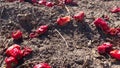 Scattered rotting vegetables on ground. rotten red pepper paprika lies on farm field. Poor harvest, spoiled food, oversupply