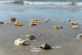 Scattered seashells washed up on beach Royalty Free Stock Photo