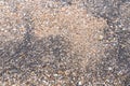 Scattered shells on a black beach. black sand beach is in Trat Thailand. Royalty Free Stock Photo
