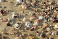 Scattered shells on sand