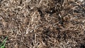 Scatter stalks straw dry straw texture background