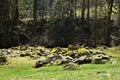 Scattered stones covered with moss on forest glade close to path towards to Murg lakes Royalty Free Stock Photo