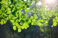 Scattered sunlight that filters through green leaves. Sunny summer nature background Royalty Free Stock Photo