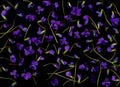 Scattered Violets on a Black Background