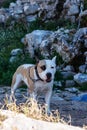 Scatterer on a leash, white and beautiful