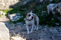 Dog on a leash, white and beautiful