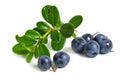 Scattering of bilberries Royalty Free Stock Photo