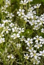 Scattering of blooming white flowers on flowers bed in garden, beautiful spring background of small delicate flowers.