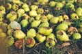 Scattering of green rotten pears in grass close up