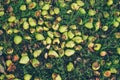 Scattering of green rotten pears in grass, top view