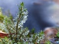 Scattering light by morning sun on a frozen moss at a river