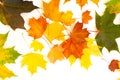 A scattering of multi-colored maple leaves on a white background. Yakriye green, yellow, red colors of the leaves.