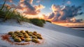 Serene Sunset Beach Scene: Tropical Seeds on White Sand Royalty Free Stock Photo