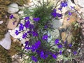 Small blue flowers on the stones