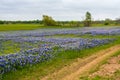 Scattering of wild blue bonnets along the road Royalty Free Stock Photo