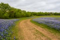 Scattering of wild blue bonnets along the road Royalty Free Stock Photo