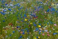 Scattering of the wild flowers Royalty Free Stock Photo