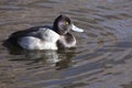 Scaup