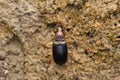 Scavenger beetle, Chlaenius festivus, Satara, Maharashtra