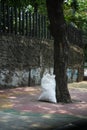 a scavenger's or used goods collector white sack, karung sampah pemulung, Jakarta, Indonesia