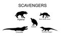 Scavengers animals vector silhouette illustration isolated on white background. Wildlife predators. Royalty Free Stock Photo