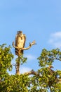 Scavengers on the tree. Savanna of Masai Mara, Kenya Royalty Free Stock Photo