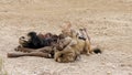 Scavenging black-backed jackal