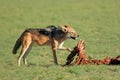 Scavenging black-backed jackal - South Africa