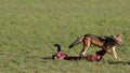 Scavenging black-backed jackals